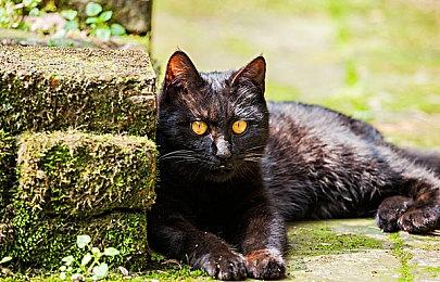 热门兔子概念游戏《RrrrrAbbits》Steam页面已上线